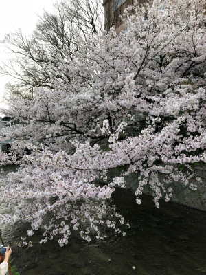 桜